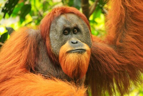 L'orango di Sumatra: caratteristiche fisiche