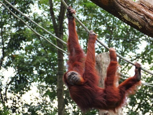 Orangutan di Sumatra