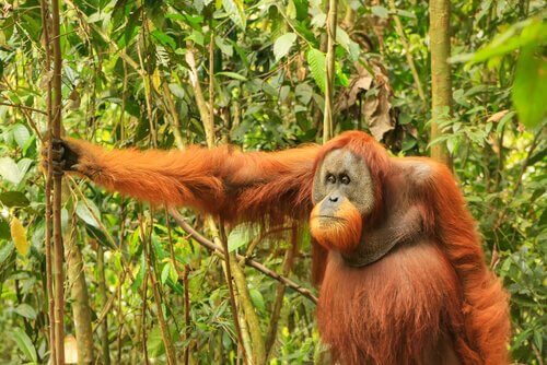 Un esemplare di orangutan nel bosco