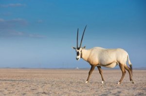 Riproduzione e conservazione dell'orice d'Arabia