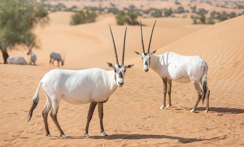 Oryx leucoryx