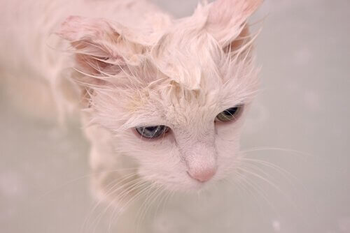 Come prendersi cura del pelo del gatto d’Angora