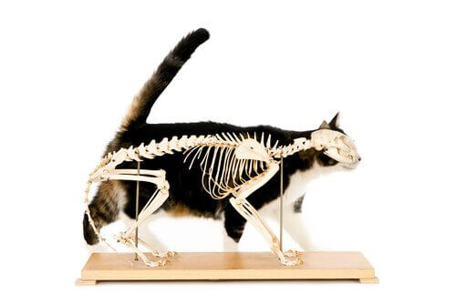 il gatto e il suo scheletro