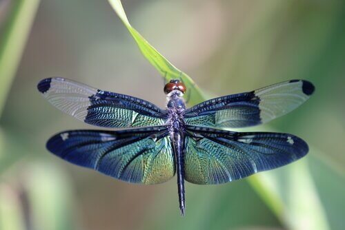 Scopriamo insieme la metamorfosi della libellula