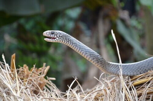 Serpenti e organo vomeronasale