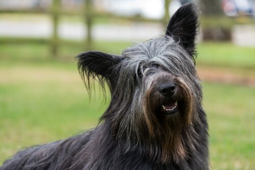 Skye terrier cane scozzese