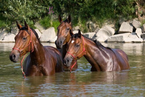 Tre cavalli in acqua