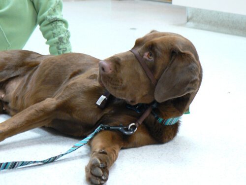 Cane marrone indossa collare a cavezza