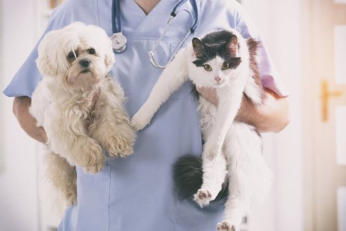 veterinario con in braccio cane e gatto