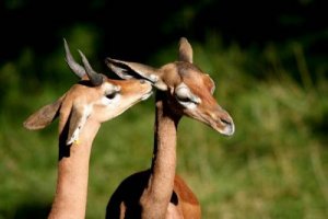 Gazzella di Clarke: scopriamo il suo habitat