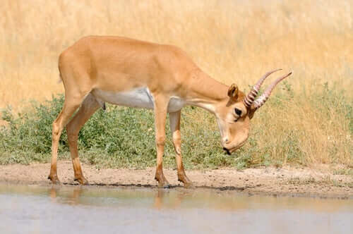 antilope saiga fiume