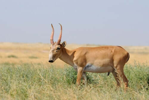 antilope saiga prateria