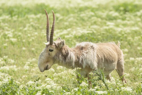 antilope saiga prato