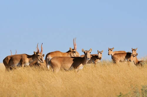 Antilope saiga, una specie messa a rischio dal surriscaldamento globale