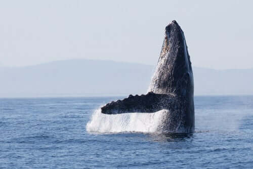 Le rotte migratorie delle balene sono le stesse da 270.000 anni