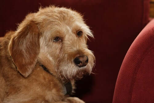 Basset fauve de Bretagne