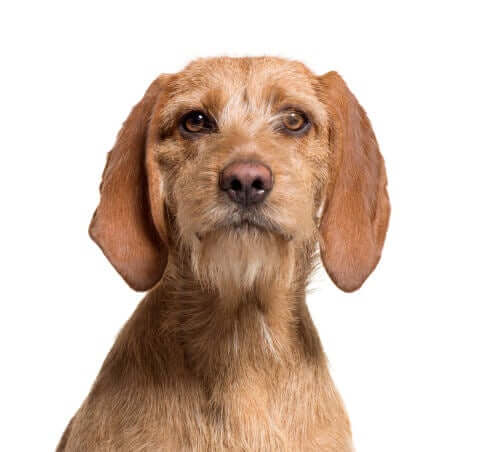 Basset fauve di faccia