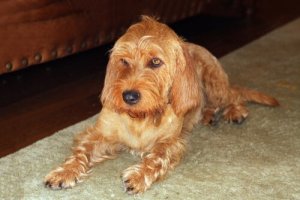 Basset fauve de Bretagne: un buon amico