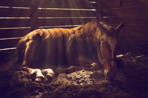 per prevenire i problemi della pelle dei cavalli, è importante prendersi cura del loro ambiente