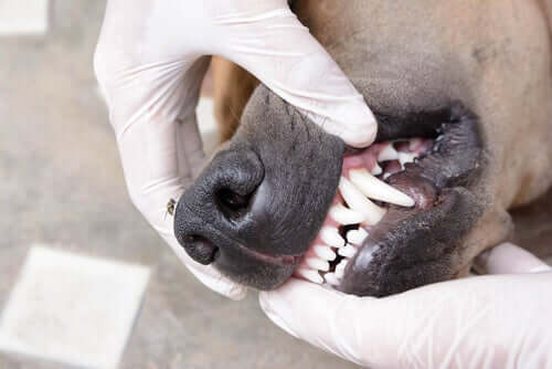 la salute dentale è molto importante anche per gli animali domestici