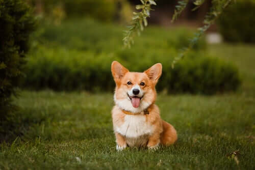 Corgi gallese pembroke