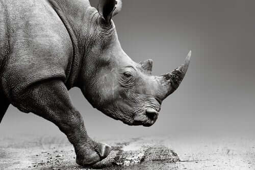 Corno di rinoceronte al veleno per salvare la specie