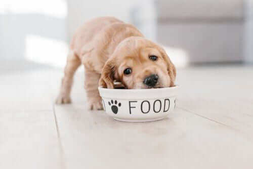6 consigli per alimentare un cucciolo di cane