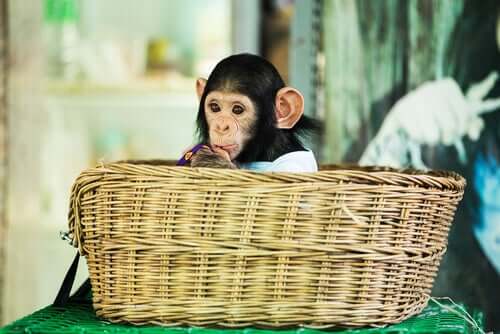 Cucciolo di scimmia in una cesta