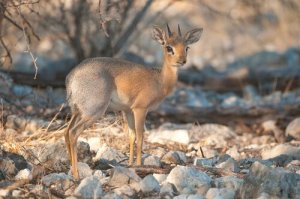 Dik-dik argentato: tutela e protezione