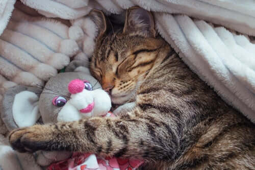 Le fasi del sonno dei gatti: curiosità su sonno e sogni dei mici