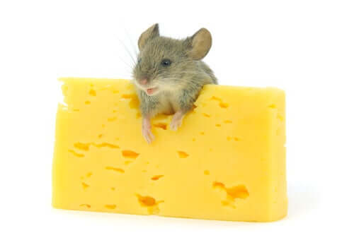 bisogna evitare di dare ai roditori i formaggi erborinati
