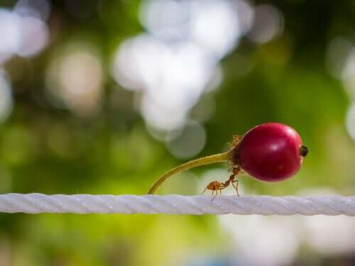 Alimentazione delle formiche: ecco cosa mangiano