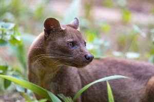 Fossa: il più strano predatore del Madagascar