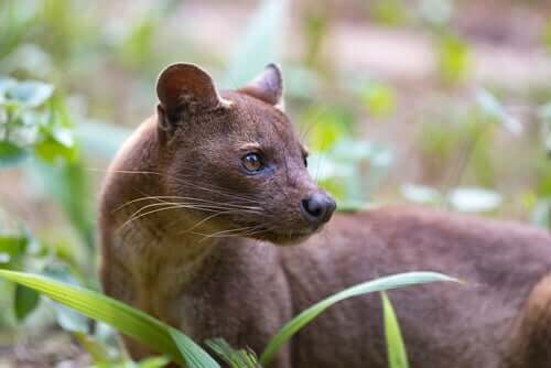 Fossa: il più strano predatore del Madagascar