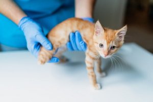 Gatto con la pelle gialla: può essere un segno di insufficienza epatica