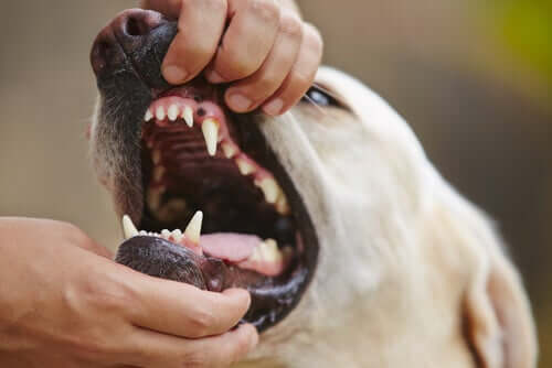 Gengivite nei cani: sintomi e cure