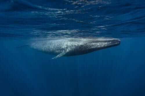 Una balena nuota