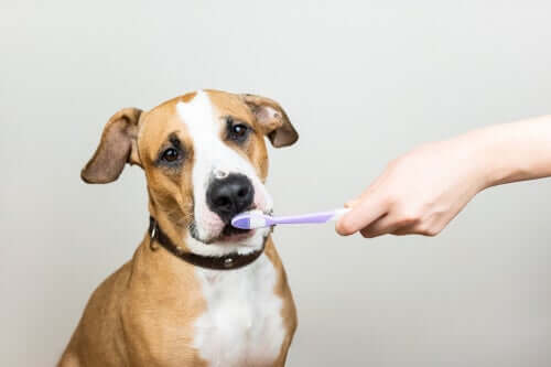 L'importanza della salute dentale per gli animali domestici