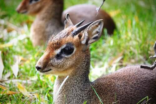 Dik-dik madoqua
