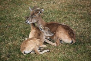 Urial: vita sociale, habitat e alimentazione