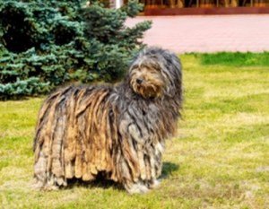 Pastore bergamasco: origine e caratteristiche di un cane inconfondibile