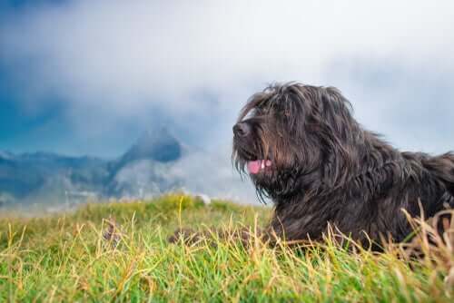 il pastore bergamasco è un cane tranquillo e fedele