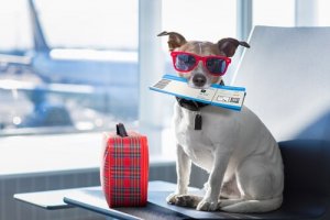 Come preparare il cane per un viaggio in aereo