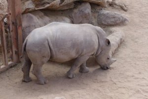 Animali a rischio estinzione: quanti sono?