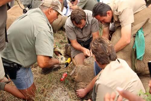 La salvaguardia dei rinoceronti nelle riserve