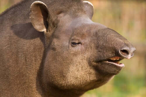 Tapiro brasiliano: un parente del rinoceronte