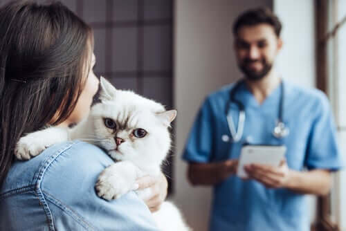 le terapie chiropratiche variano da gatto a gatto