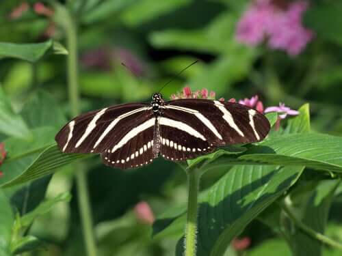 Zebra longwing