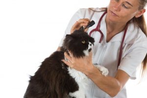 Acari dell’orecchio nei gatti, un problema di facile soluzione