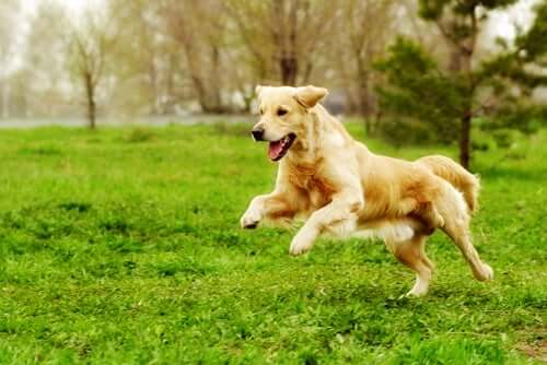 Attività fisica per cani (e padroni) in forma